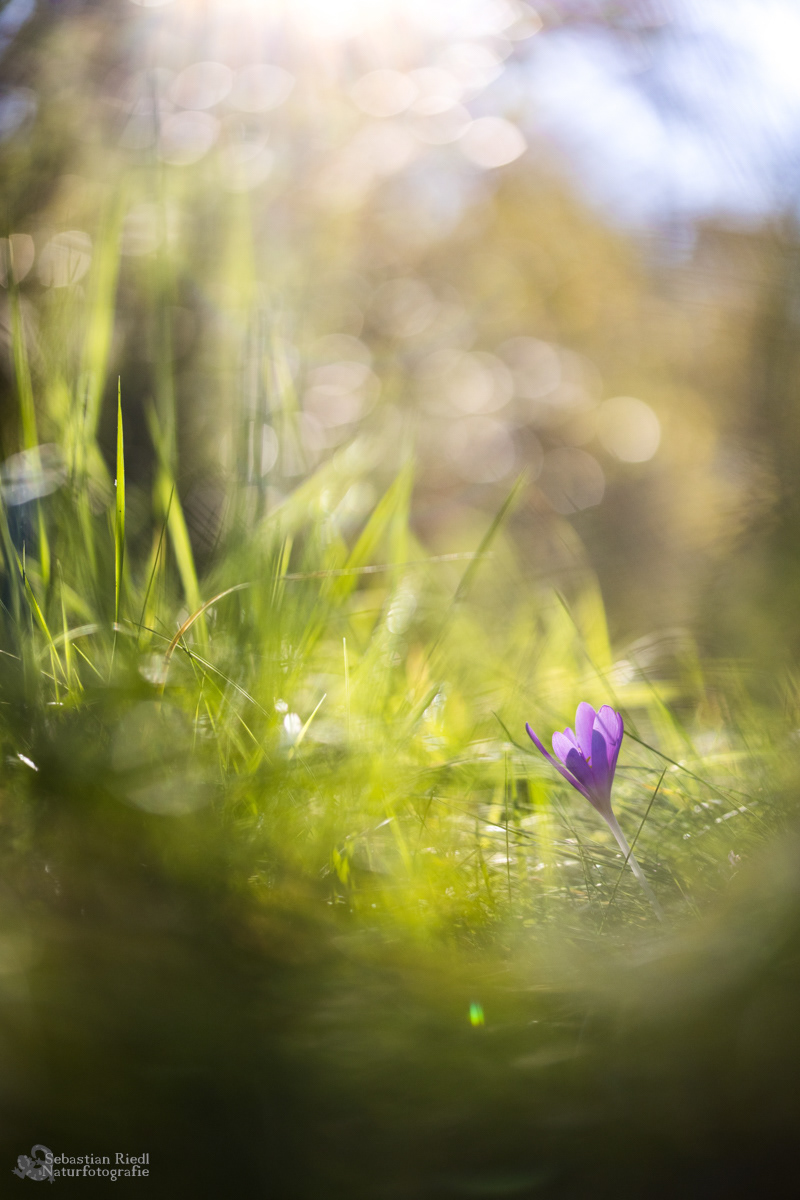Colchicum_autumnale_Herbstzeitlose