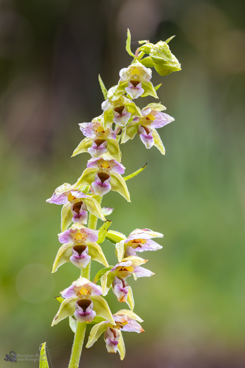 Epipactis_helleborine_Stendelwurz_Breitblättrige