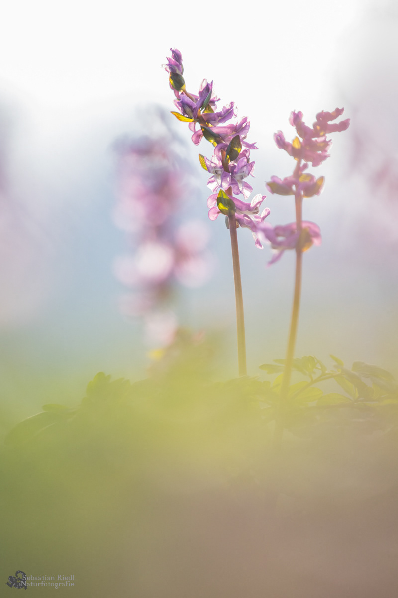 Corydalis_cava_Lerchensporn_Hohler