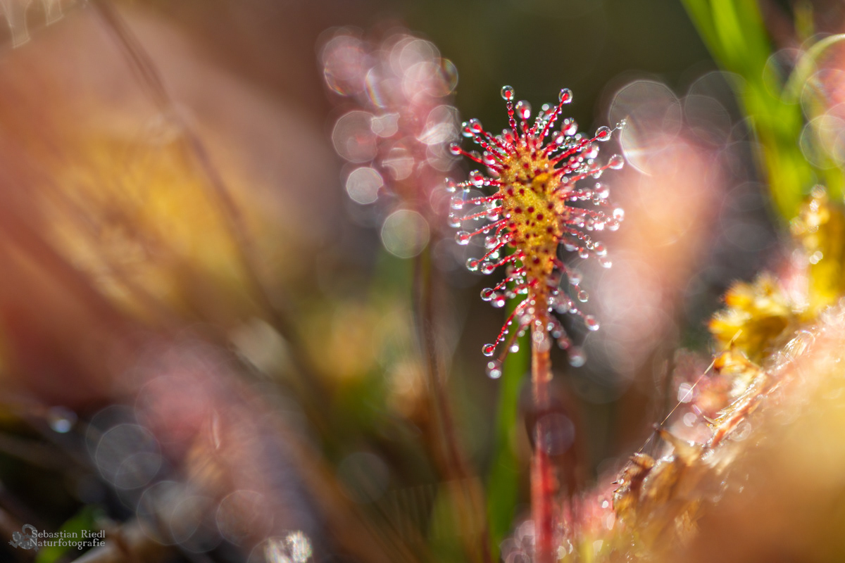 Drosera_rotundifolia_Sonnentau_Rundblättriger
