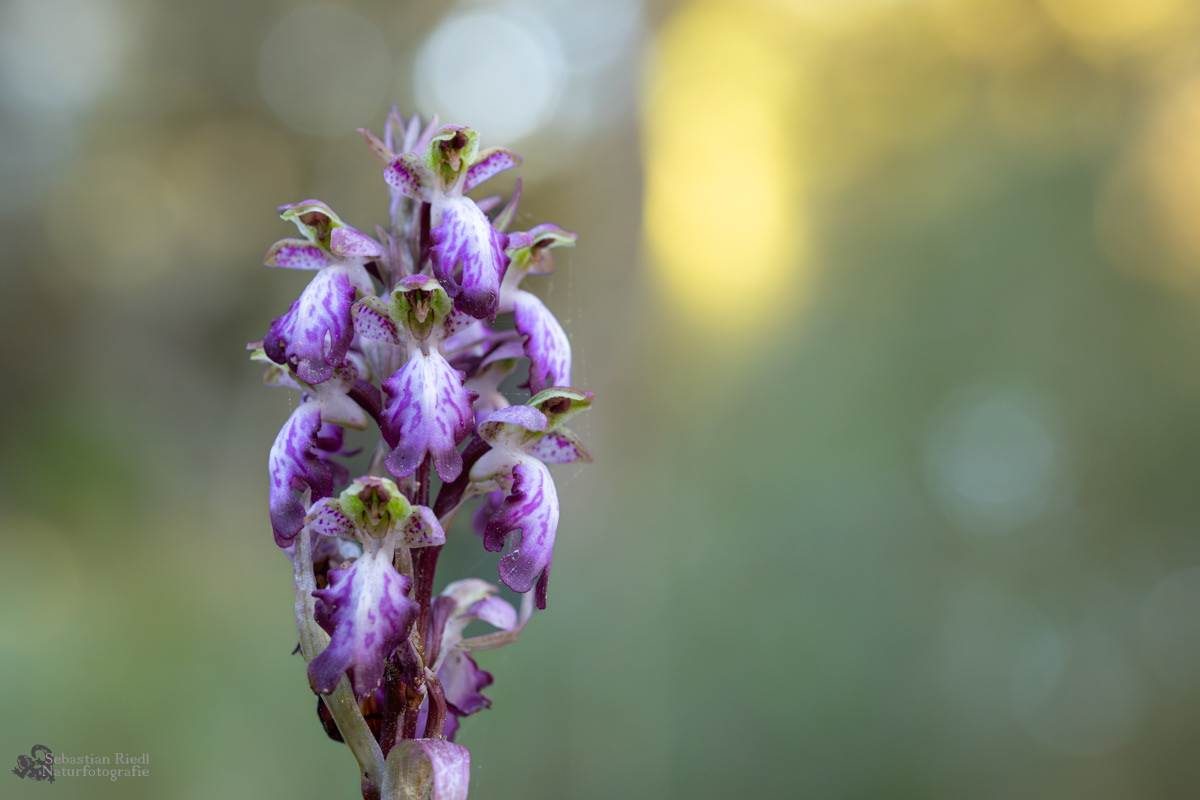 Himantoglossum_robertianum_Knabenkraut_Riesen-