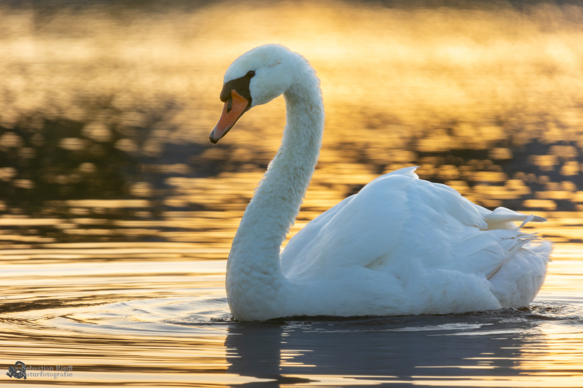 Höckerschwan (Cygnus olor)