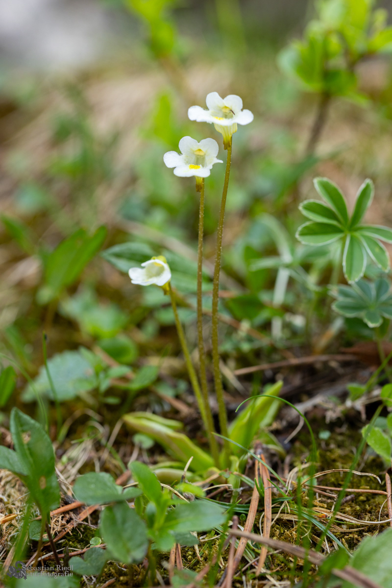 Pinguicula_alpina_Fettkraut_Alpen-.