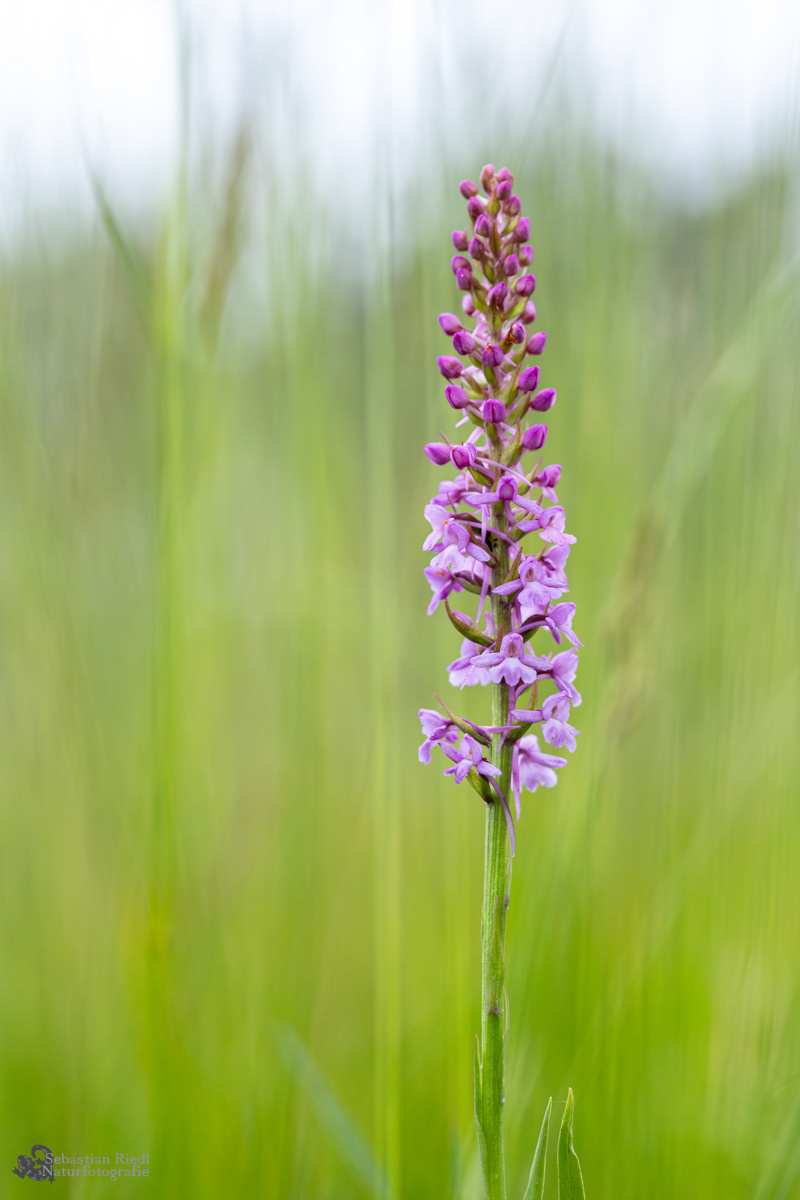 Gymnadenia_conopsea_Händelwurz_Mücken-