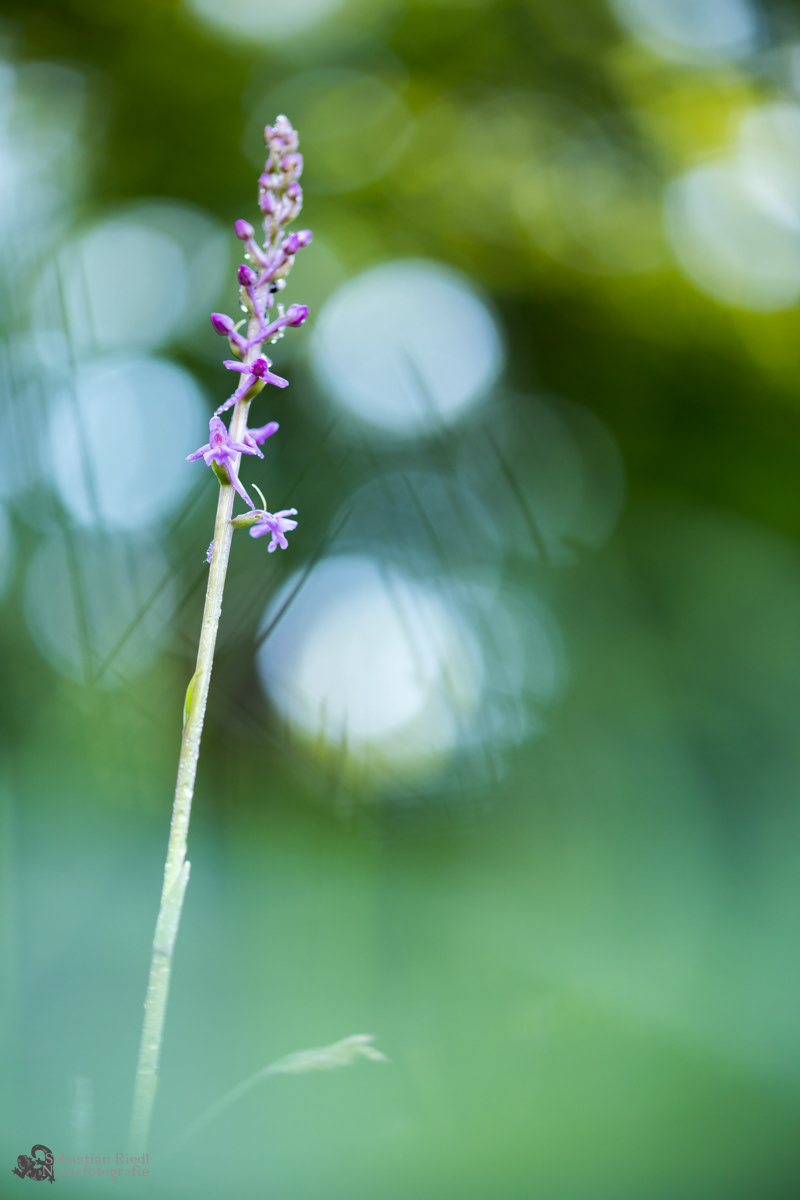 Gymnadenia_conopsea_Händelwurz_Mücken-