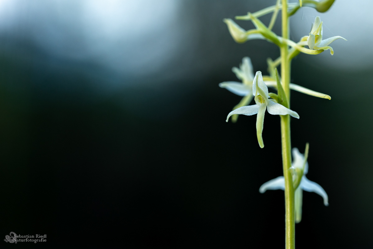 Platanthera_chlorantha_Waldhyazinthe_Grünliche