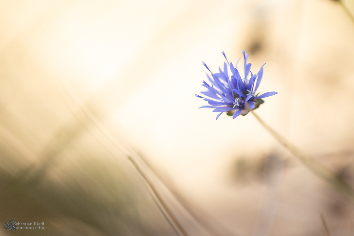 Jasione_montana_Bergsandglöckchen