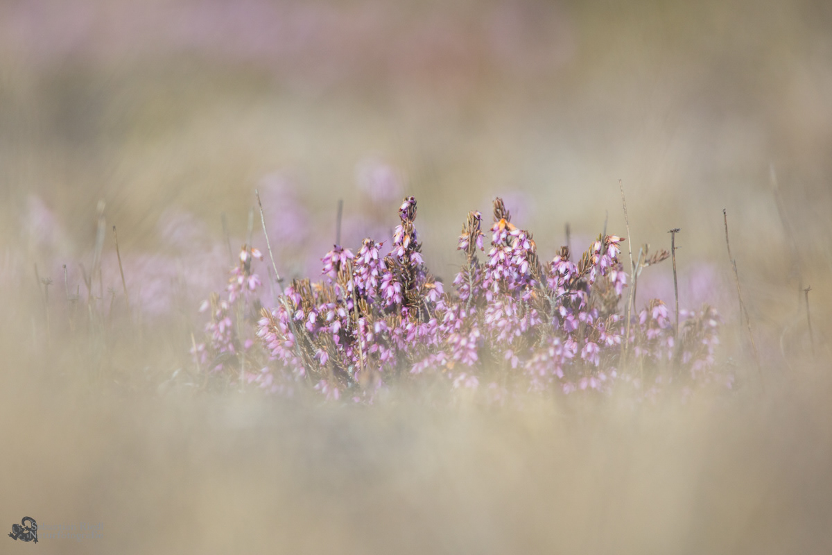 Erica_herbacea_Schneeheide