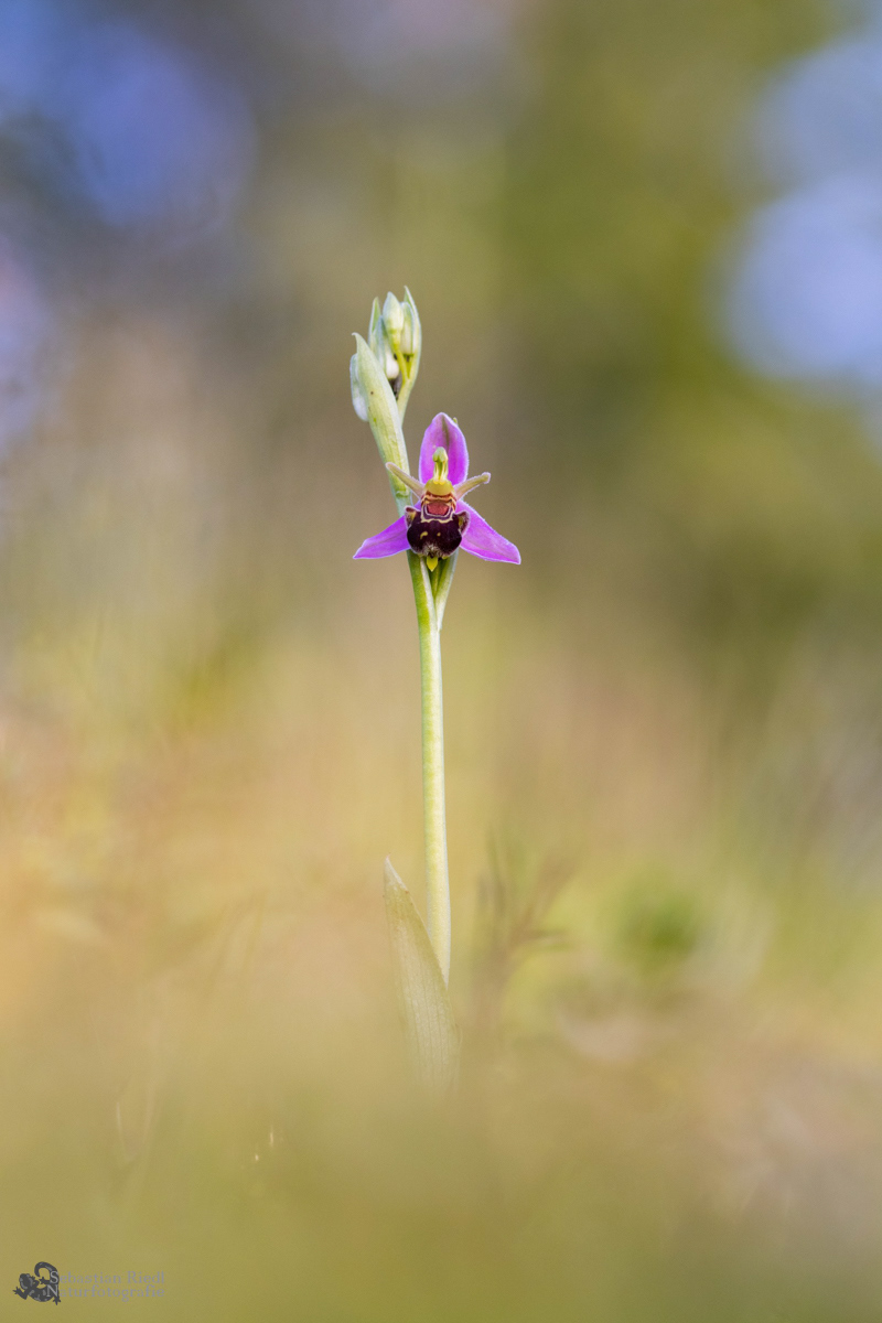 Ophrys_apifera_Ragwurz_Bienen-