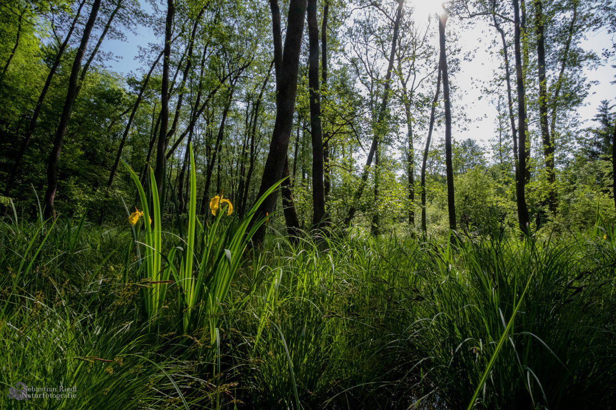 Iris_peudacorus_Schwertlilie_Sumpf