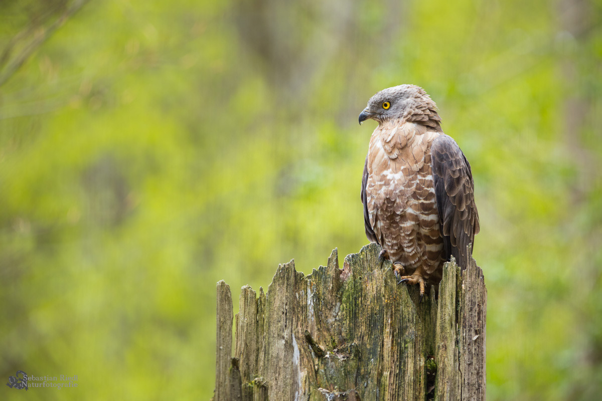 Wespenbussard (Pernis apivorus)