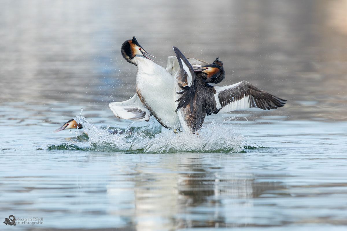 Haubentaucher (Podiceps cristatus)