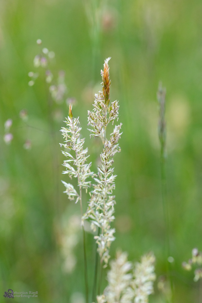 Koeleria_spec_Schillergräser