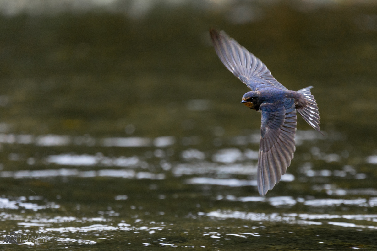 Rauchschwalbe (Hirundo rustica)
