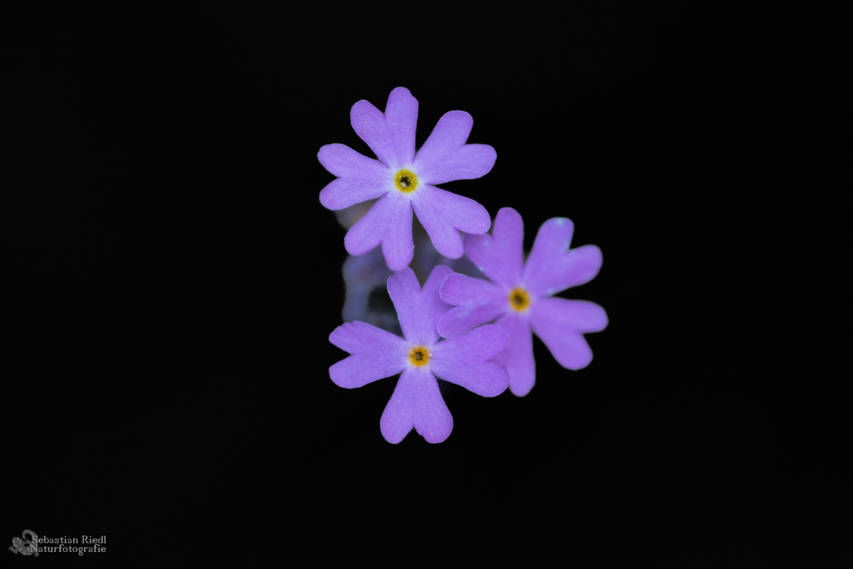 Primula_farinosa_Mehlprimel