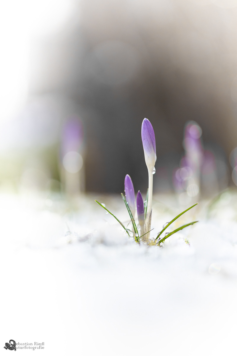 Crocus_tommasinianus_Krokus_Elfen-
