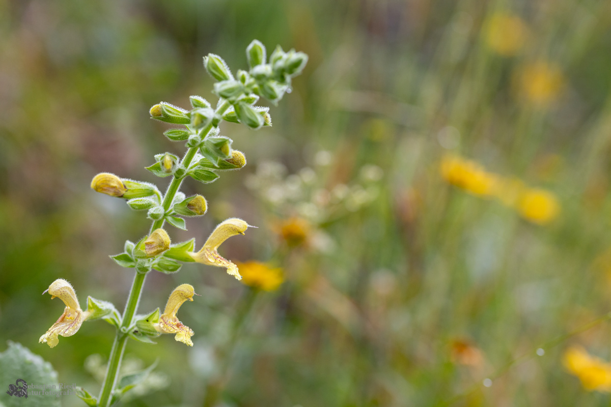 Salvia_glutinosa_Klebriger_Salbei