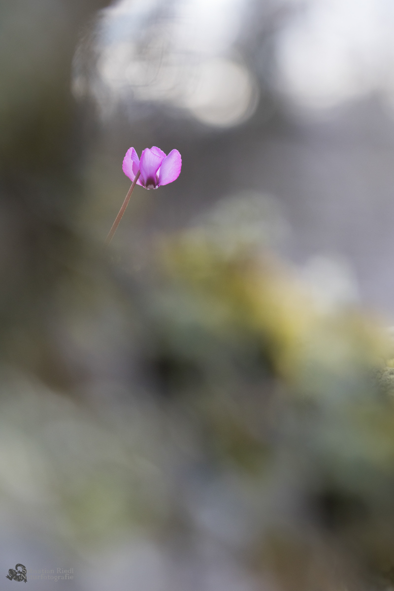 Cyclamen_spec_Alpenveilchen