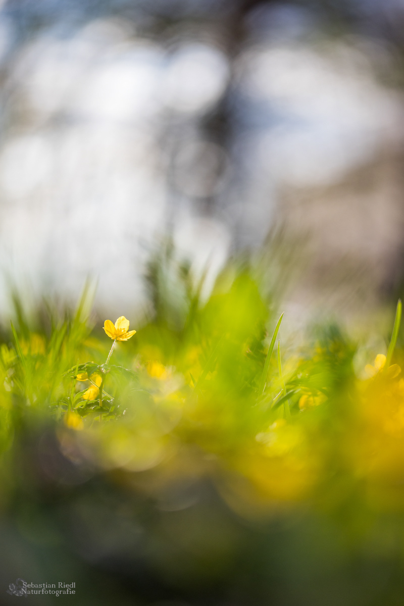 Anemone_ranunculoides_Windröschen_Gelbblühendes