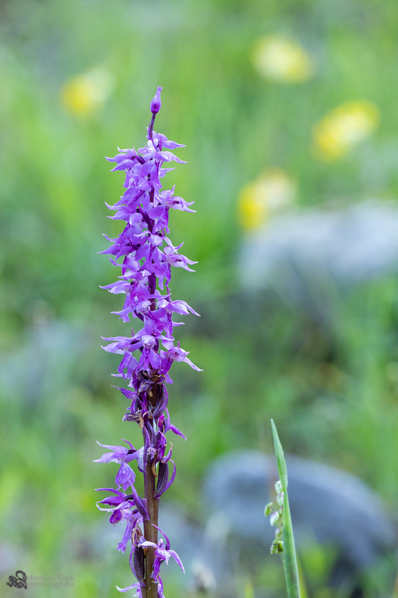 Orchis_mascula_ssp._speciosa_Knabenkraut_Prächtiges