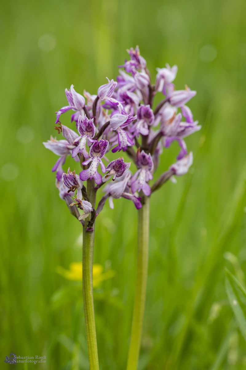 Orchis_militaris_Knabenkraut_Helm-