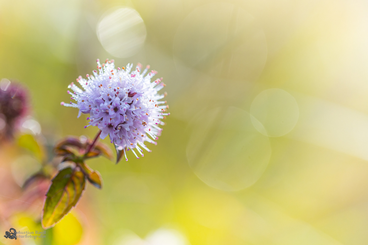 Mentha_aquatica_Minze_Wasser-