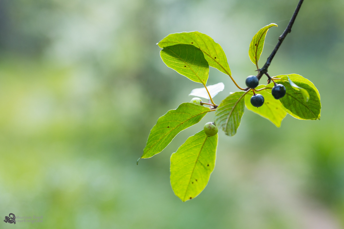Frangula_alnus_Faulbaum_Gewöhnlicher