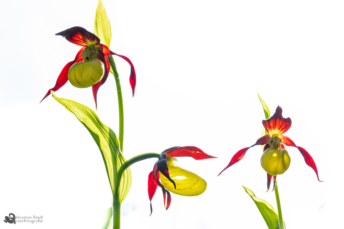 Cypripedium_calceolus_Frauenschuh_Gelber