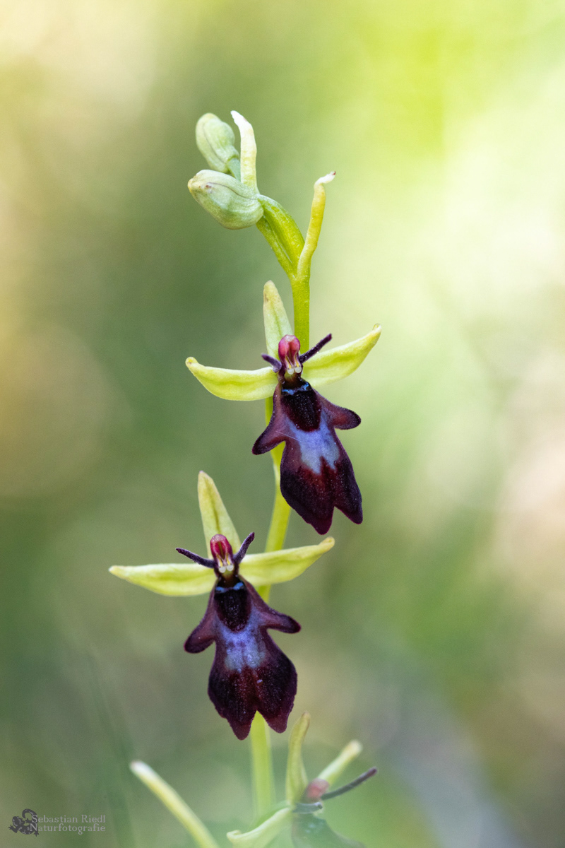 Ophrys_insectifera_Ragwurz_Fliegen-