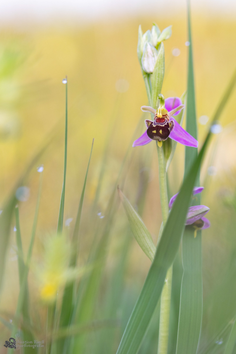 Ophrys_apifera_Ragwurz_Bienen-