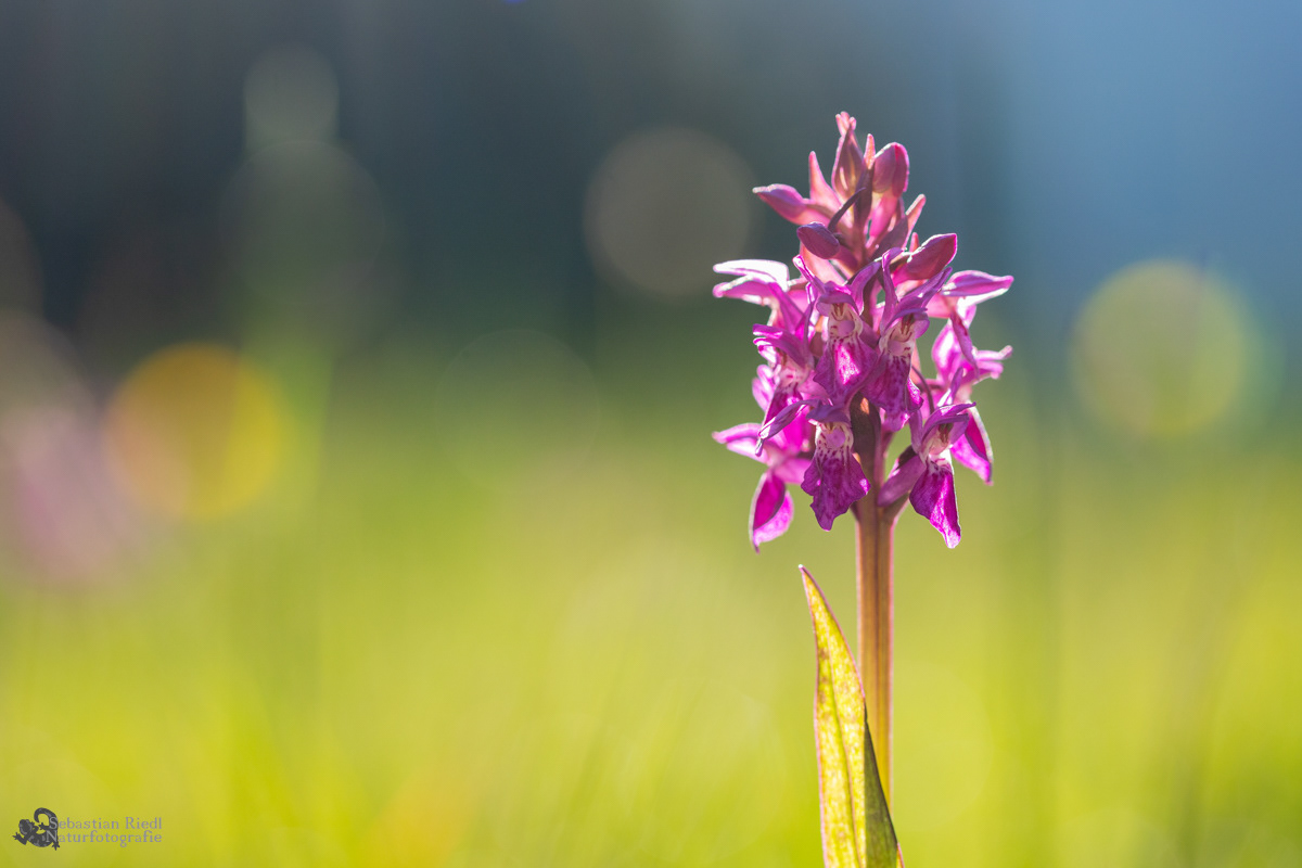 Knabenkraut_Fleischfarbenes_Dactylorhiza incarnata