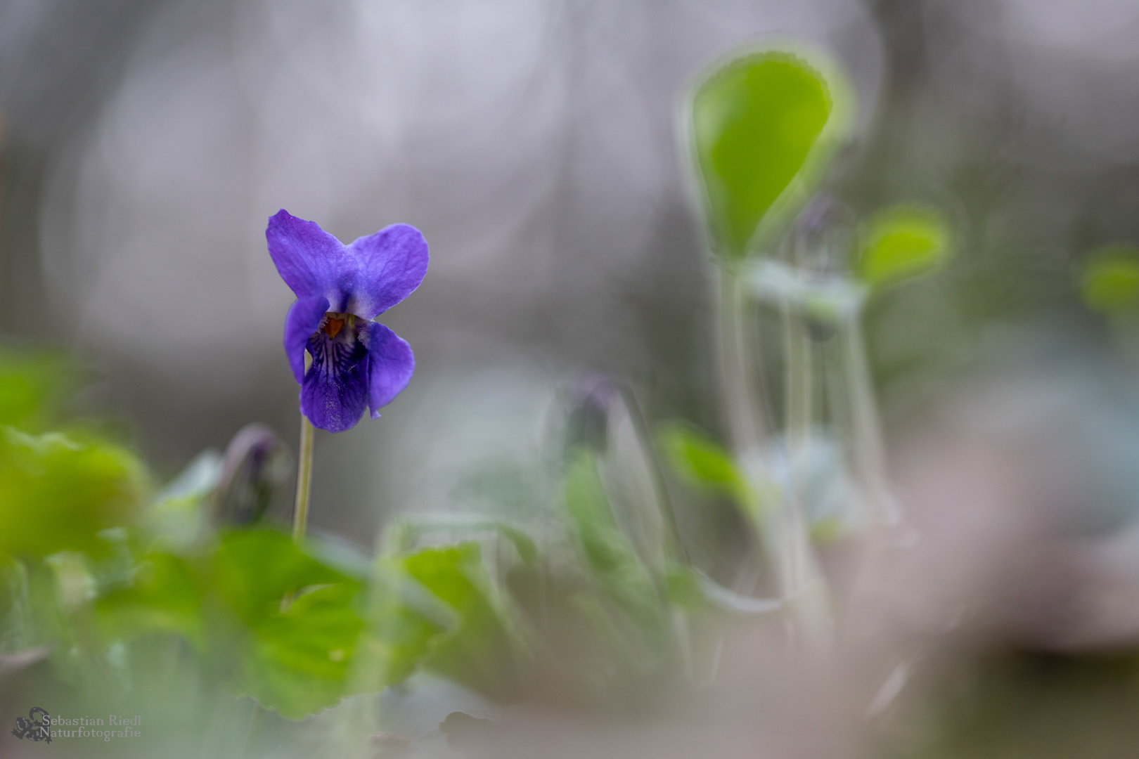 Viola_odorata_Veilchen_Wohlriechendes