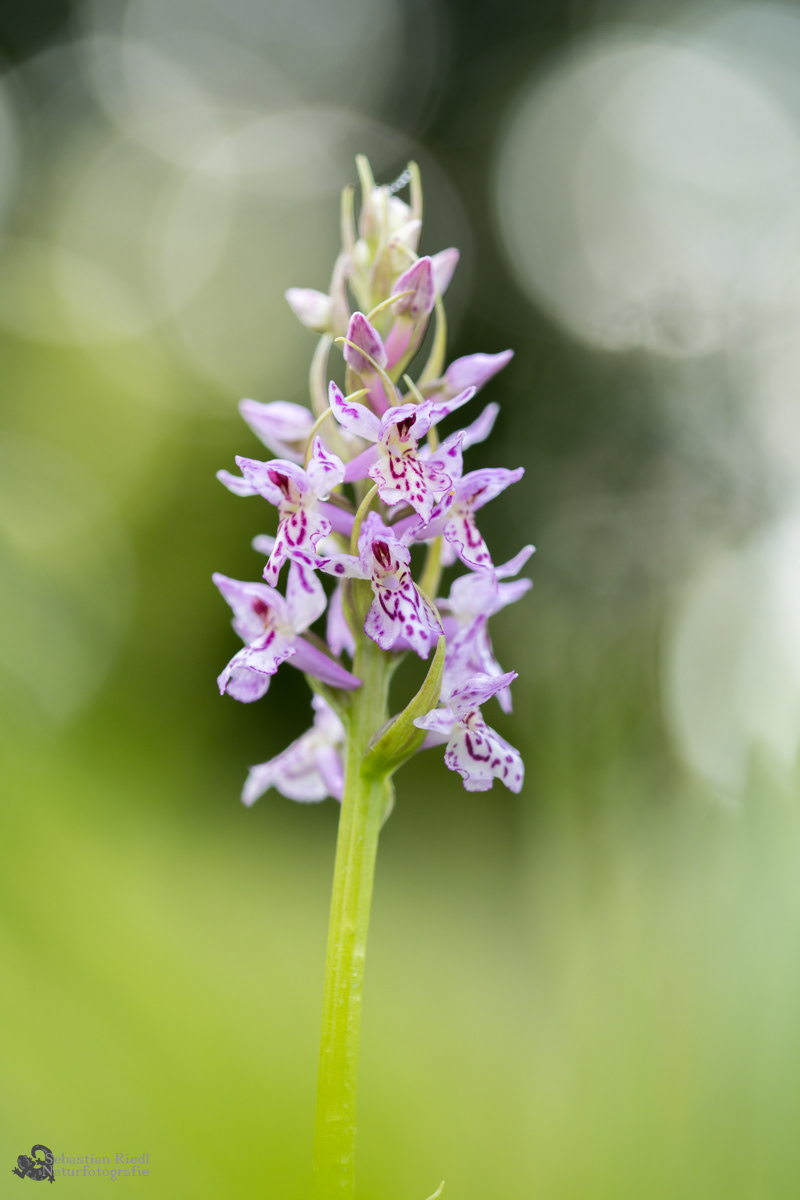 Dactylorhiza_fuchsii_Knabenkraut_Fuchs'