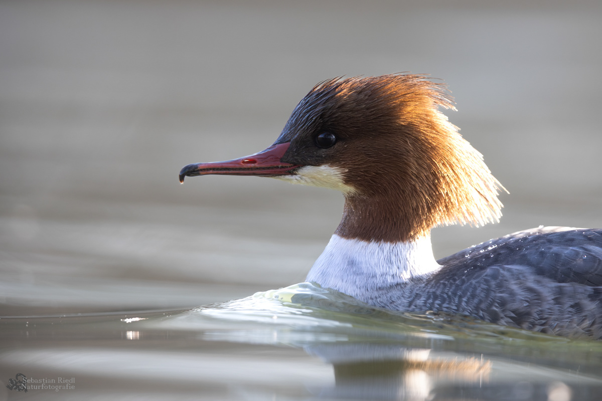Gänsesäger (Mergus merganser)