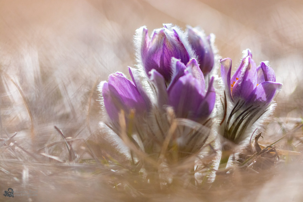 Pulsatilla_vulgaris_Küchenschelle_Gewöhnliche