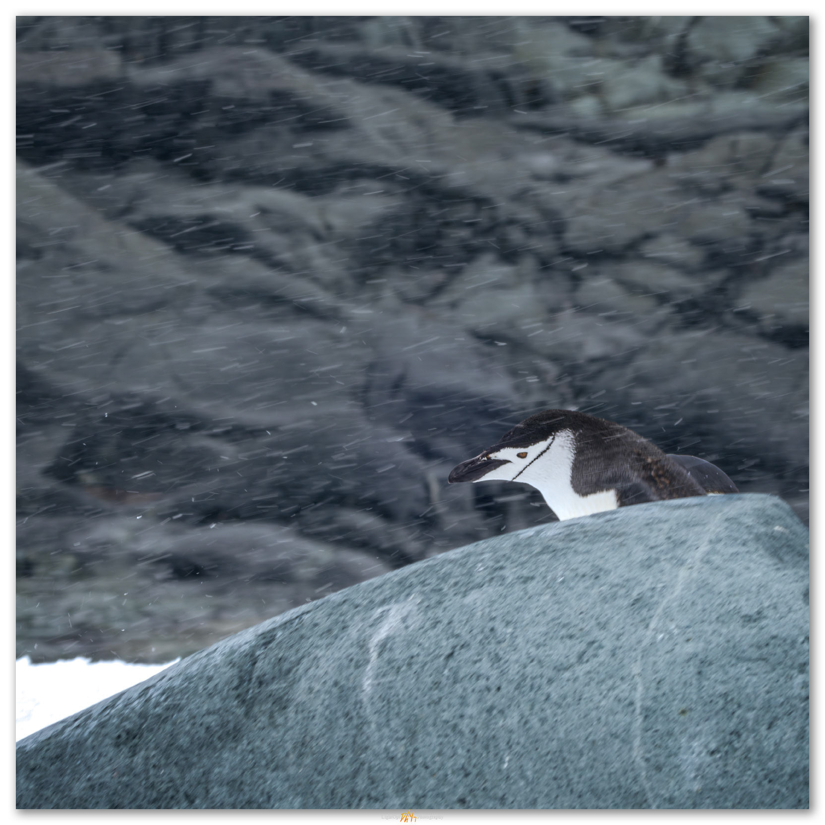 With the wind. A Chinstrap Penguin heads toward the water, Antarctica Peninsula.