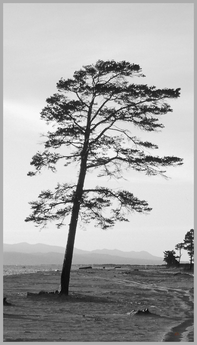 Elements. Shoreline tree at Ust-Barguzin, Buryatia, Russia