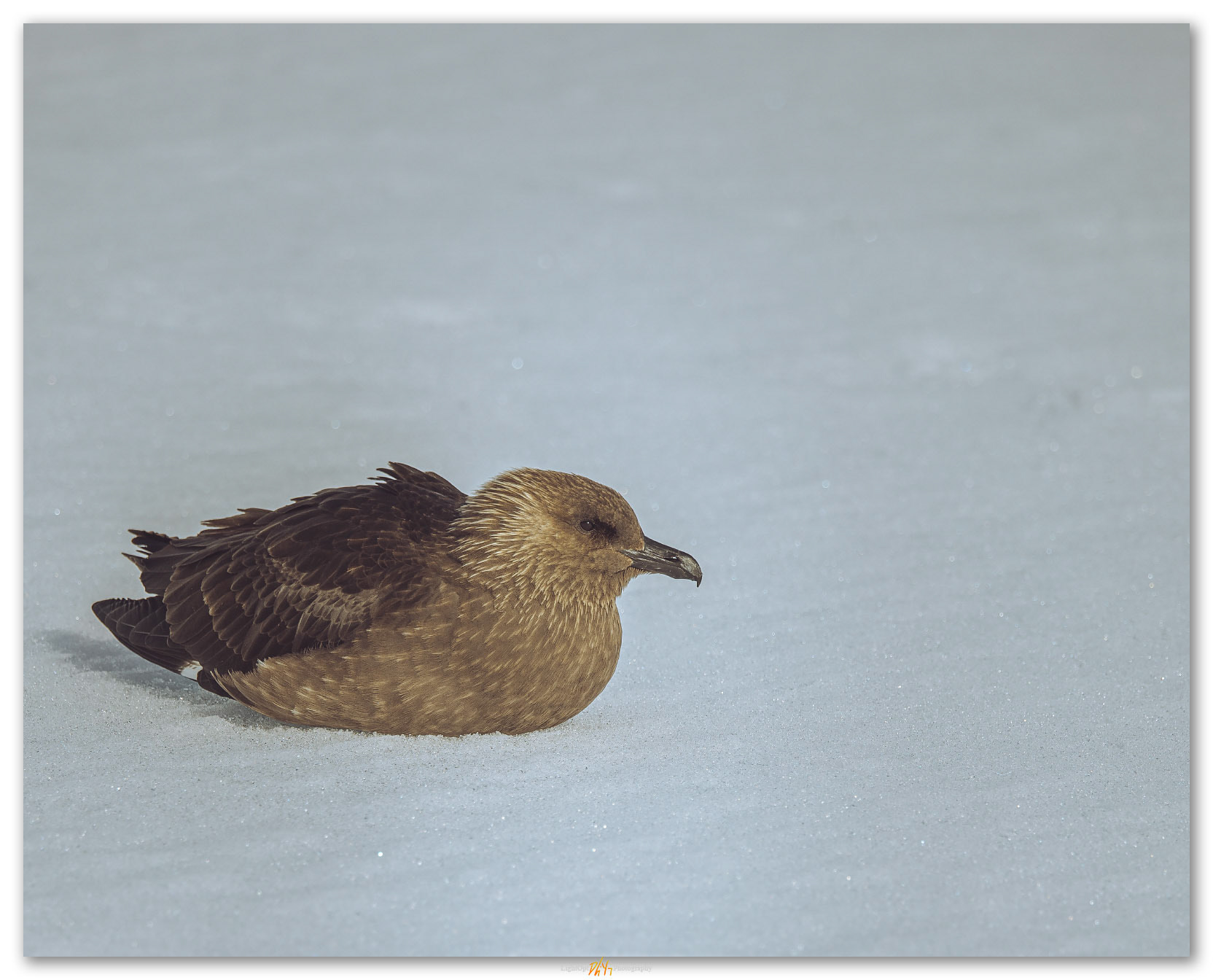Skua rest. The shoreland predator waits for a chance; penguins must learn to defend quickly. Coastal Antarctica.