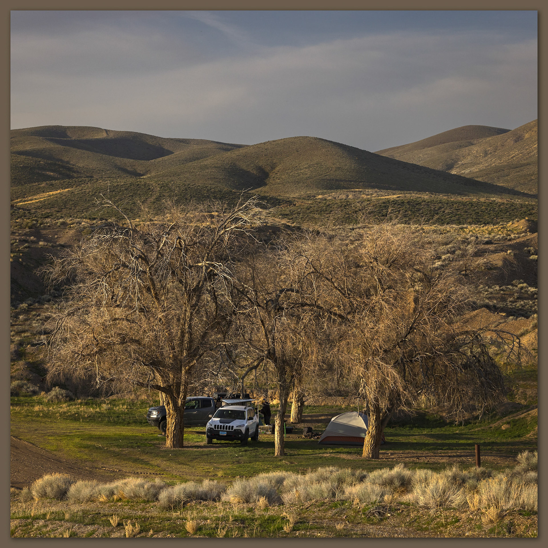 Camp in trees. Cottonwoods of the Rosebud Mine, Kamma Mountains, NV, USA