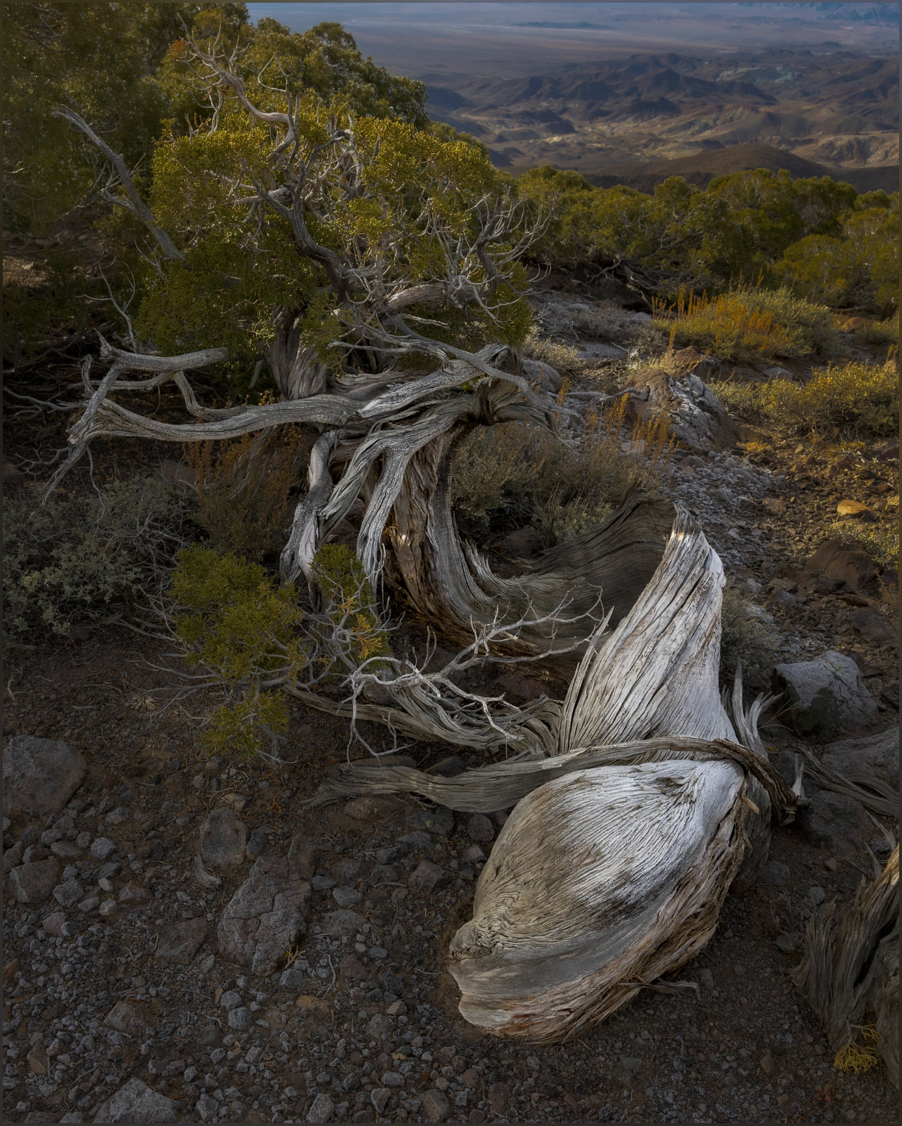 Relinquish. A Utah Juniper hangs onto the summit ridge of the Monte Cristo Range, Great Basin Desert, NV, USA