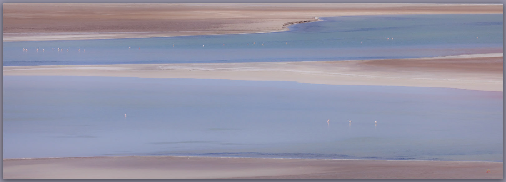 Flamingo blue. Andean Flamingos on the Salar de Agua Calientes, Atacama Desert, Chile
