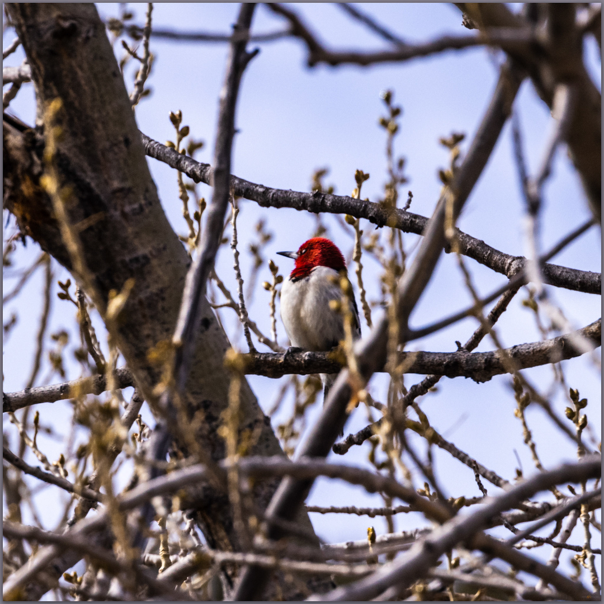 Red-headed Woodpecker (Melanerpes erythrocephalus), Six Mile Canyon, Virgina Mountains, Great Basin Desert, Nevada, USA