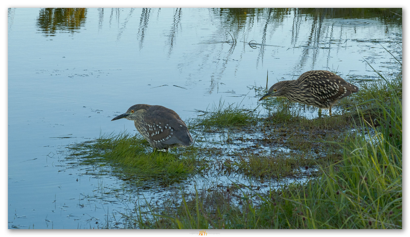 Hunting pair. Black-crowned Night Herons, Ushuaia, Argentina