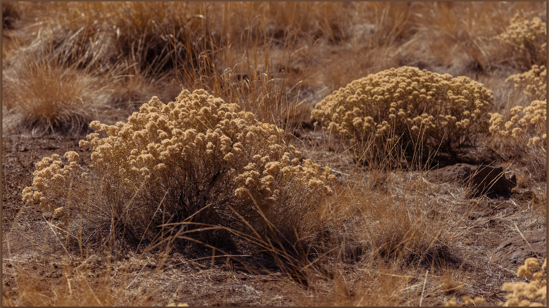 Disturbance plants such as rubber rabbitbrush colonize burn scars on Madeline Mesa, Great Basin Desert, USA