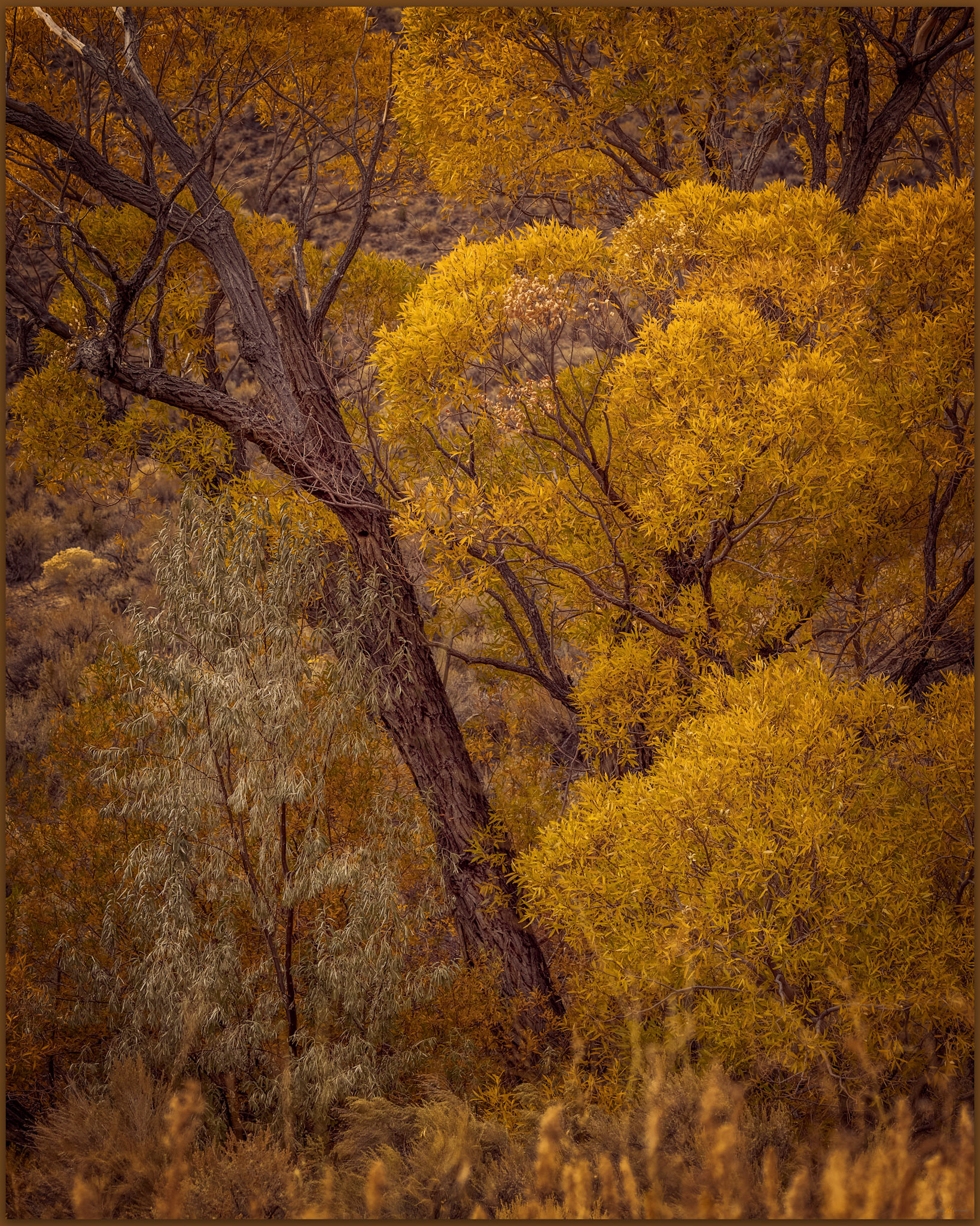 Cottonwoods hover over a lone willow, Smith Valley, Great Basin Desert, USA