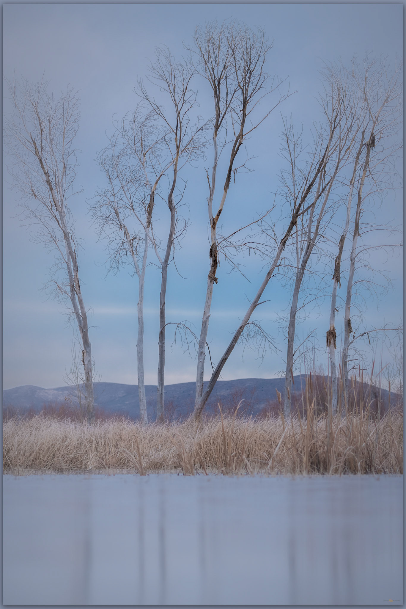 Winter stand. Washoe Valley, Great Basin Desert, NV, USA