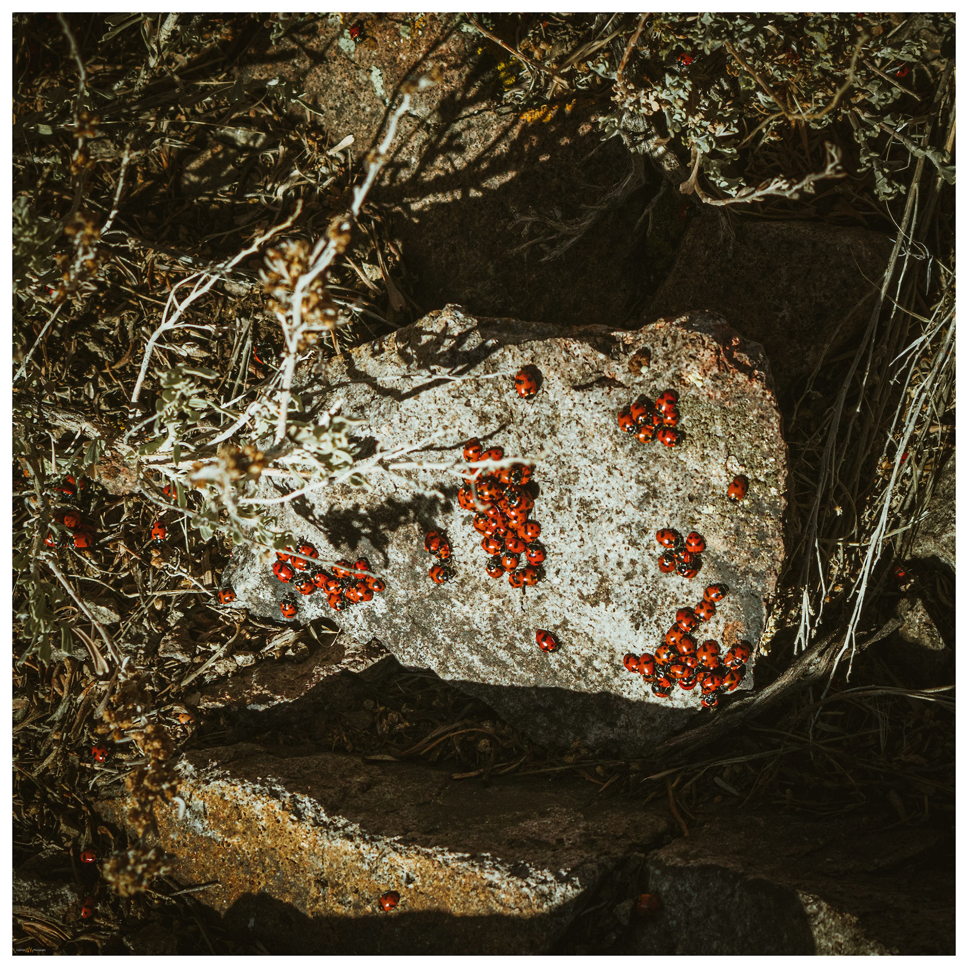 Lady bug aggregation