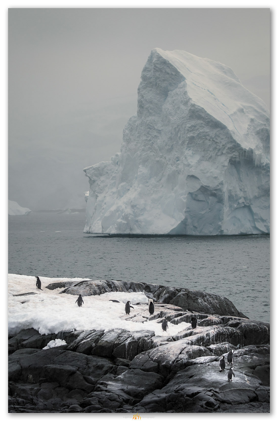 Returning. Chinstrap Penguins preen after returning from the sea. Antarctic Peninsula