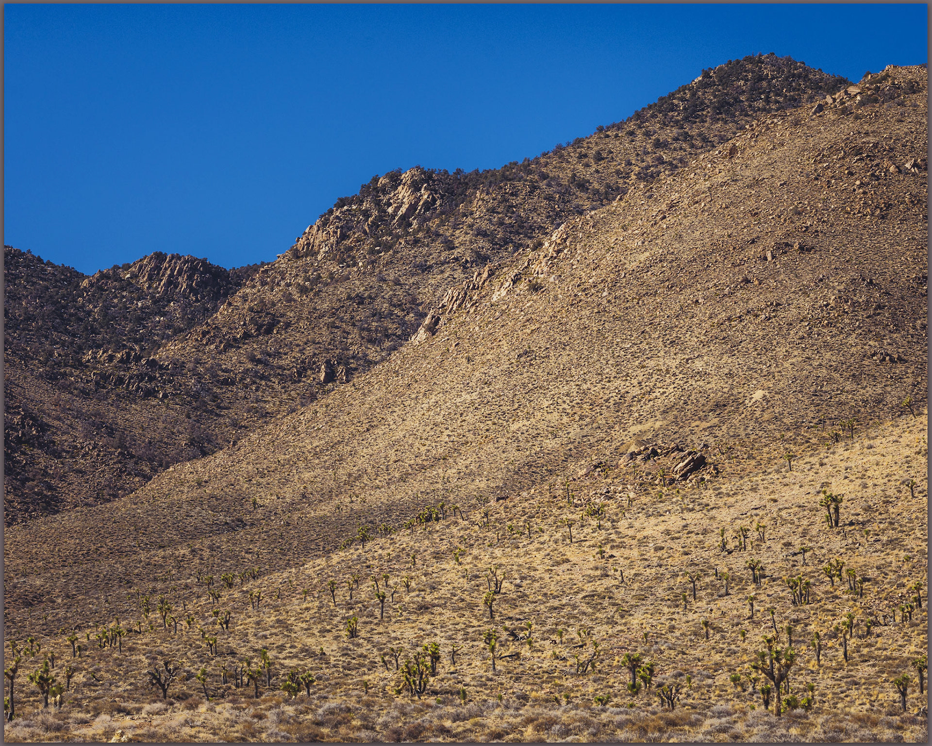 Gold Mountain. The summit rises above joshua tree canyons, Gold Mountain, Mojave Desert, NV, USA