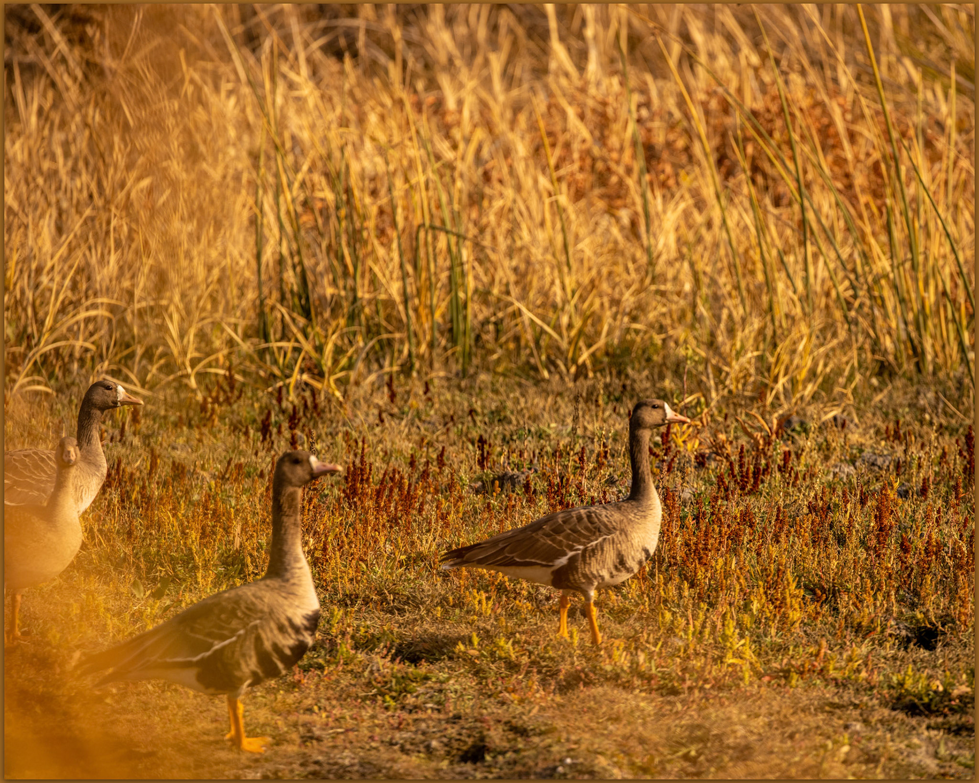 Goose walk. Greater White-fronted Geese, Warner Valley, Great Basin Desert, OR, USA